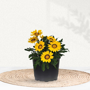 Gazania plant for pots or ground cover